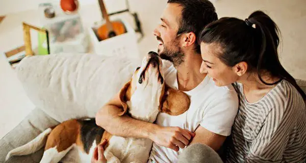 5 raisons pour lesquelles les couples avec des animaux de compagnie sont plus heureux