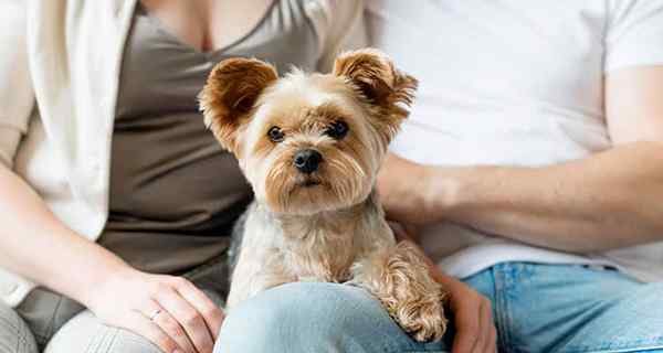 Kan få en hund att förbättra din relation? Väft!