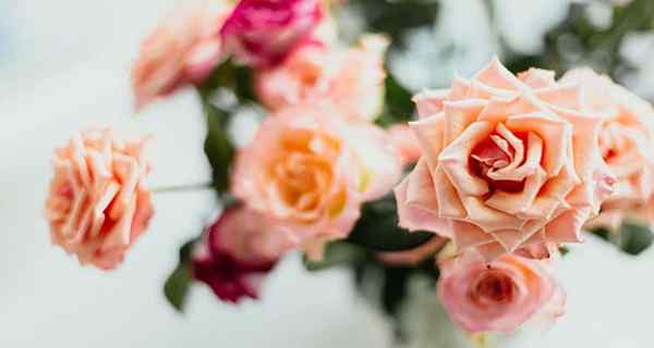 Rose färg betydelser - 13 nyanser och vad de menar