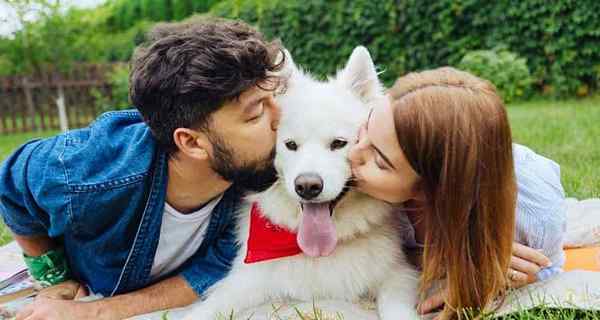 Así es como su ruptura afecta a su mascota el punto de vista de un perro