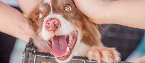 5 beste huwelijkscadeaus voor hondenliefhebbers